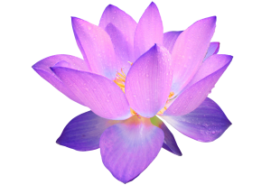 purple-lotus-flower